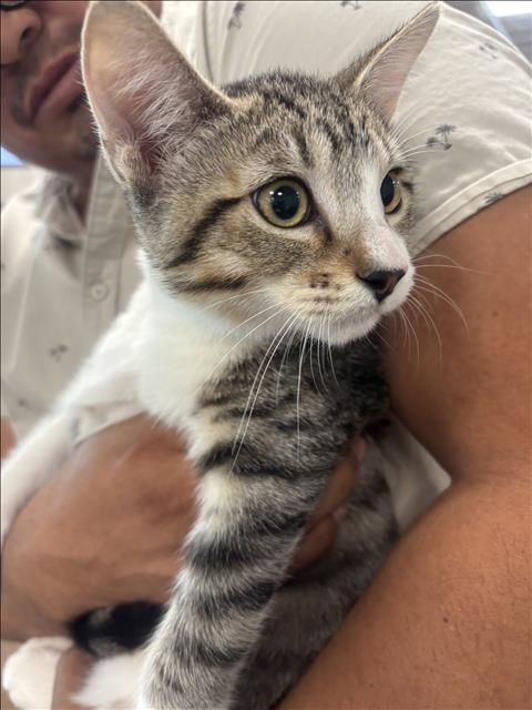 Shelter Stray Male Cat last seen , 14409 Vanowen St, Van Nuys, CA 91405, USA