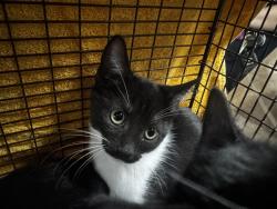 Shelter Stray Female Cat last seen , 14409 Vanowen St, Van Nuys, CA 91405, USA