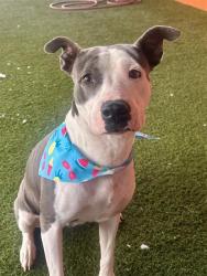 Shelter Stray Female Dog last seen Near BLOCK NW 33RD ST, 3599 NW 79th Ave, Doral, FL 33122, USA