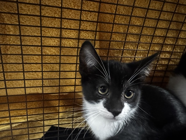 Shelter Stray Male Cat last seen , 14409 Vanowen St, Van Nuys, CA 91405, USA