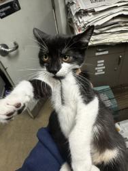 Shelter Stray Male Cat last seen , 14409 Vanowen St, Van Nuys, CA 91405, USA