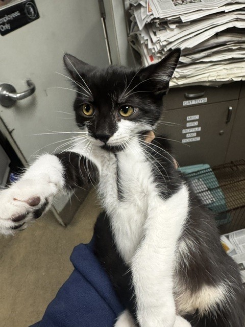 Shelter Stray Male Cat last seen , 14409 Vanowen St, Van Nuys, CA 91405, USA