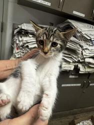 Shelter Stray Female Cat last seen , 14409 Vanowen St, Van Nuys, CA 91405, USA