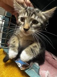 Shelter Stray Female Cat last seen , 14409 Vanowen St, Van Nuys, CA 91405, USA