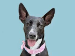 Shelter Stray Female Dog last seen , 14409 Vanowen St, Van Nuys, CA 91405, USA