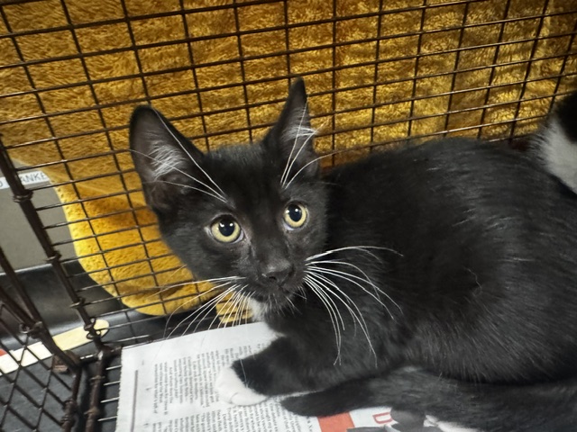 Shelter Stray Male Cat last seen , 14409 Vanowen St, Van Nuys, CA 91405, USA