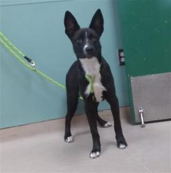 Shelter Stray Male Dog last seen Near SUMMIT RIDGE DR, RENO NV 89523, 2825 Longley Ln Suite A, Reno, NV 89502, USA