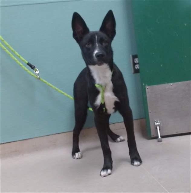 Shelter Stray Male Dog last seen Near SUMMIT RIDGE DR, RENO NV 89523, 2825 Longley Ln Suite A, Reno, NV 89502, USA