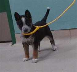 Shelter Stray Female Dog last seen Near BLOCK MORRILL AVE, RENO NV 89512, 2825 Longley Ln Suite A, Reno, NV 89502, USA