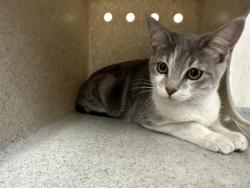 Shelter Stray Unknown Cat last seen , 38550 Sierra Hwy, Palmdale, CA 93550, USA