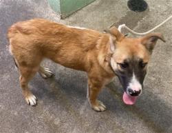 Shelter Stray Male Dog last seen 26TH ST & D ST, 2127 Front St, Sacramento, CA 95818, USA