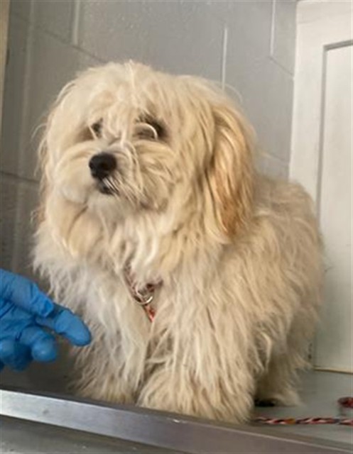 Shelter Stray Male Dog last seen FRONT ST & U ST, 2127 Front St, Sacramento, CA 95818, USA