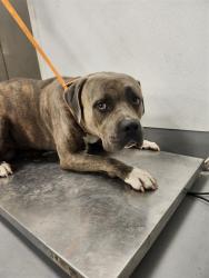 Shelter Stray Male Dog last seen Near BLOCK CLOUDREST WAY HEMET, 581 S Grand Ave, San Jacinto, CA 92582, USA
