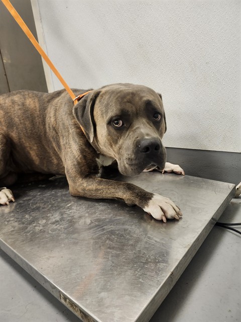 Shelter Stray Male Dog last seen Near BLOCK CLOUDREST WAY HEMET, 581 S Grand Ave, San Jacinto, CA 92582, USA