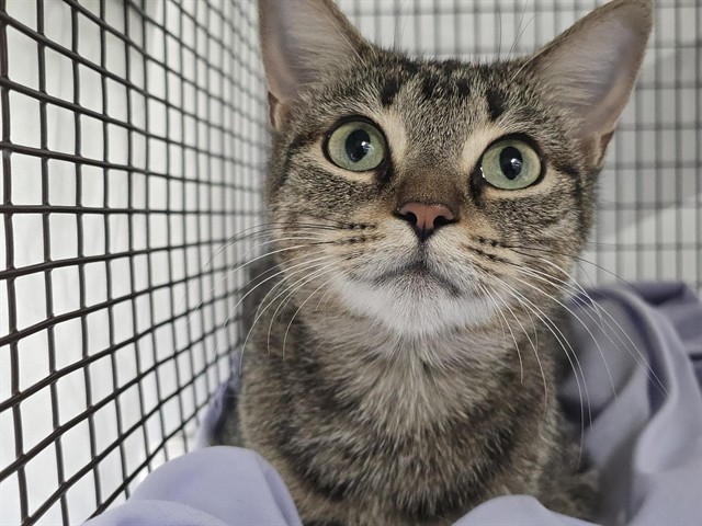 Shelter Stray Unknown Cat last seen Near BLOCK SW 2ND STREET, FORT LAUDERDALE, FLORIDA, 2400 SW 42nd St, Fort Lauderdale, FL 33312, USA