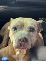 Shelter Stray Female Dog last seen Near BLOCK NW 2 AV, Pompano Beach, Florida, 2400 SW 42nd St, Fort Lauderdale, FL 33312, USA