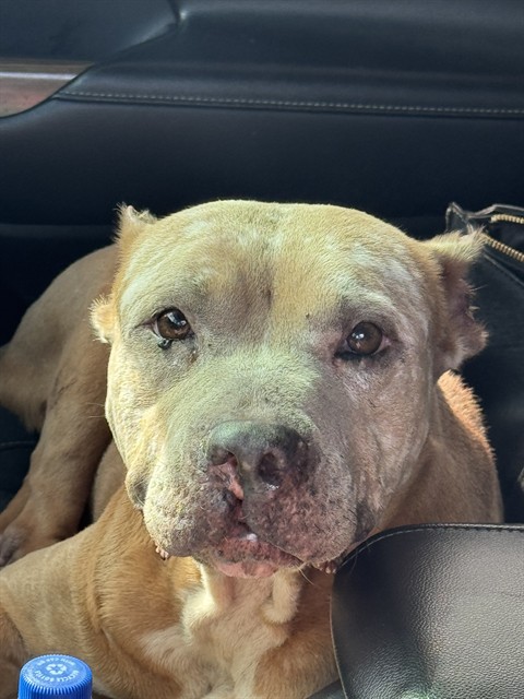 Shelter Stray Female Dog last seen Near BLOCK NW 2 AV, Pompano Beach, Florida, 2400 SW 42nd St, Fort Lauderdale, FL 33312, USA