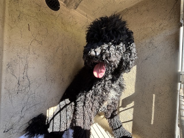 Shelter Stray Unknown Dog last seen Near BLOCK NW 47TH ST, OKLAHOMA CITY OK 73118, 2811 SE 29th St, Oklahoma City, OK 73129, USA