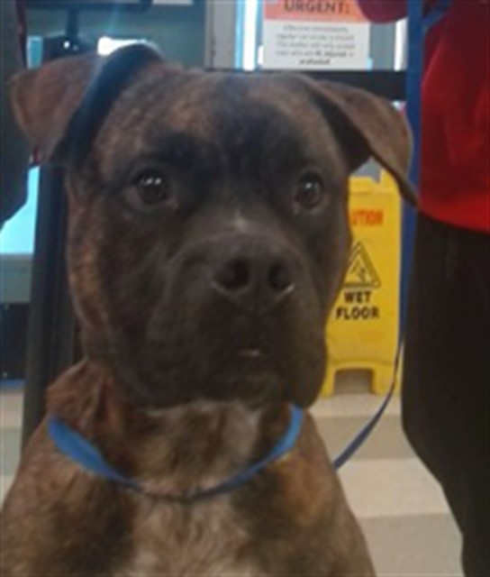 Shelter Stray Unknown Dog last seen WILSHIRE/ROCKWELL, 2811 SE 29th St, Oklahoma City, OK 73129, USA
