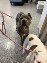 Shelter Stray Female Dog last seen Near BLOCK W 84TH AVE, 12155 Park Blvd, Brighton, CO 80601, USA