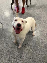Shelter Stray Female Dog last seen Near BLOCK W 84TH AVE, 12155 Park Blvd, Brighton, CO 80601, USA