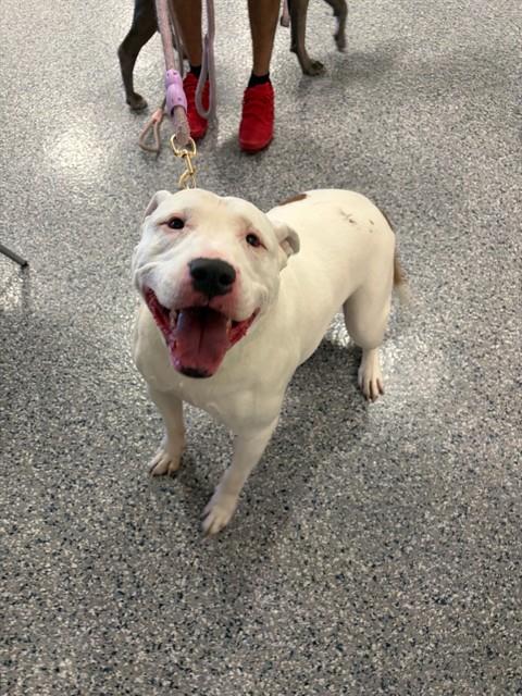 Shelter Stray Female Dog last seen Near BLOCK W 84TH AVE, 12155 Park Blvd, Brighton, CO 80601, USA