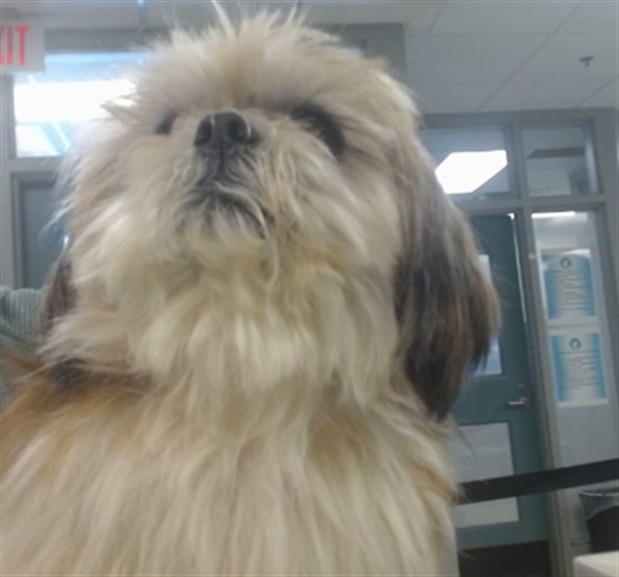 Shelter Stray Unknown Dog last seen VICKIE DR/SW 151ST ST, 2811 SE 29th St, Oklahoma City, OK 73129, USA