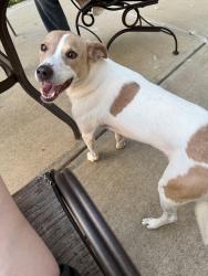 Lost Female Dog last seen Stop 18 and Sheek Toad, Greenwood, IN 46143