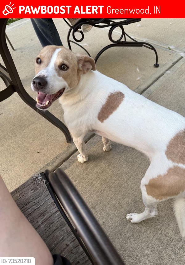 Lost Female Dog last seen Stop 18 and Sheek Toad, Greenwood, IN 46143