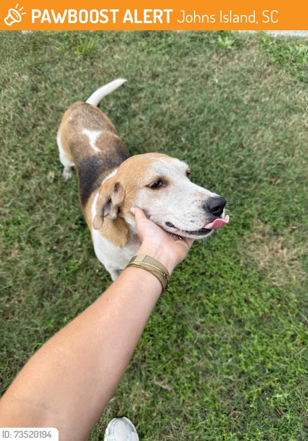 Found/Stray Female Dog last seen Staffwood rd, Johns Island, SC 29455