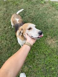Found/Stray Female Dog last seen Staffwood rd, Johns Island, SC 29455