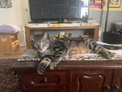 Lost Male Cat last seen BonnieDoon by the community centre, Edmonton, AB T6C 3T5