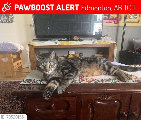 Lost Male Cat last seen BonnieDoon by the community centre, Edmonton, AB T6C 3T5