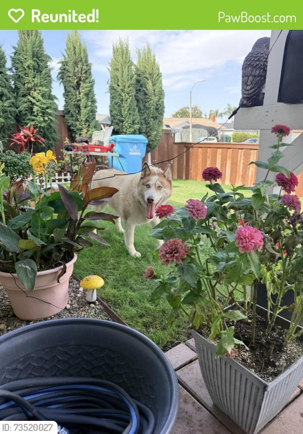 Reunited Female Dog last seen Piccard Avenu, San Diego, CA 92154