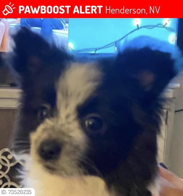Lost Female Dog last seen Las Palmas Entrada, Henderson, NV 89012