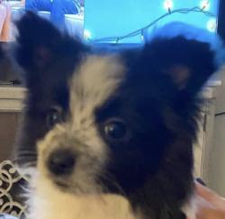 Lost Female Dog last seen Las Palmas Entrada, Henderson, NV 89012