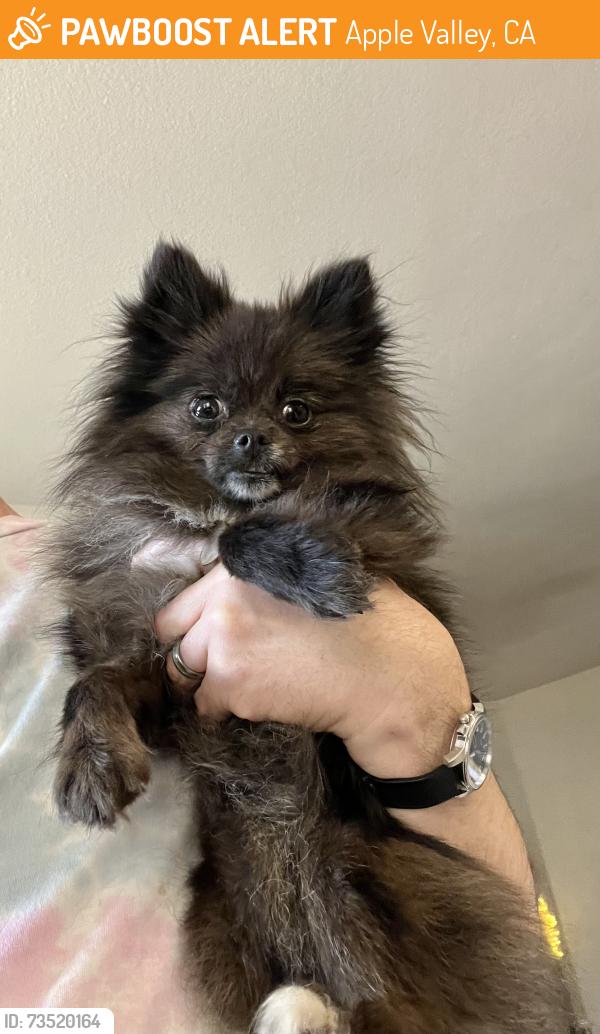 Found/Stray Unknown Dog last seen Rimrock Rd E and Rancherias, Apple Valley, CA 92307