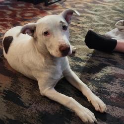 Reunited Male Dog last seen Mountain Grove Road and Riverview Drive, Crawford County, AR 72921