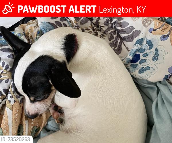 Lost Female Dog last seen Chestnut St, Lexington, KY 40508