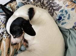 Lost Female Dog last seen Chestnut St, Lexington, KY 40508