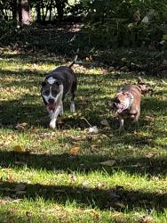 Reunited Male Dog last seen Indian hill rd, Winnetka, IL 60043