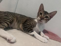 Lost Female Cat last seen Central and 23rd street, Los Angeles, CA 90011