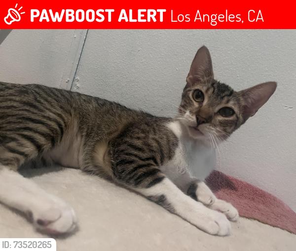 Lost Female Cat last seen Central and 23rd street, Los Angeles, CA 90011