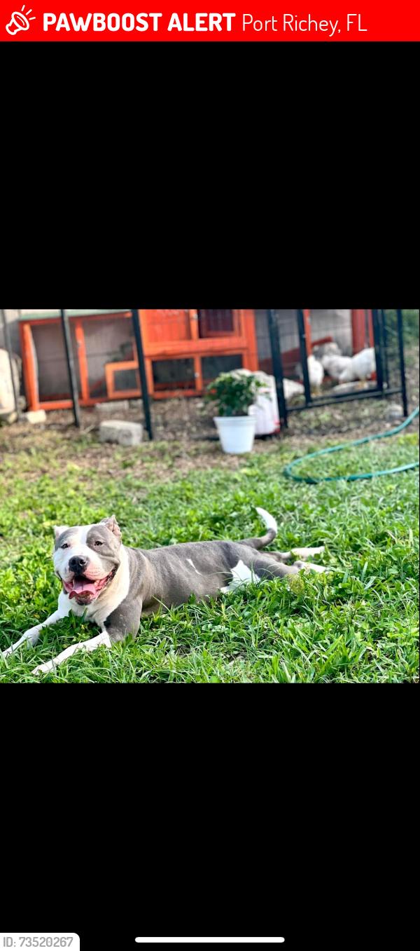 Lost Female Dog last seen Fox hollow, Port Richey, FL 34668