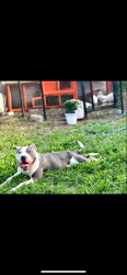 Lost Female Dog last seen Fox hollow, Port Richey, FL 34668