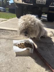 Found/Stray Female Dog last seen Highland woods and country manor, Sugar Land, TX 77498
