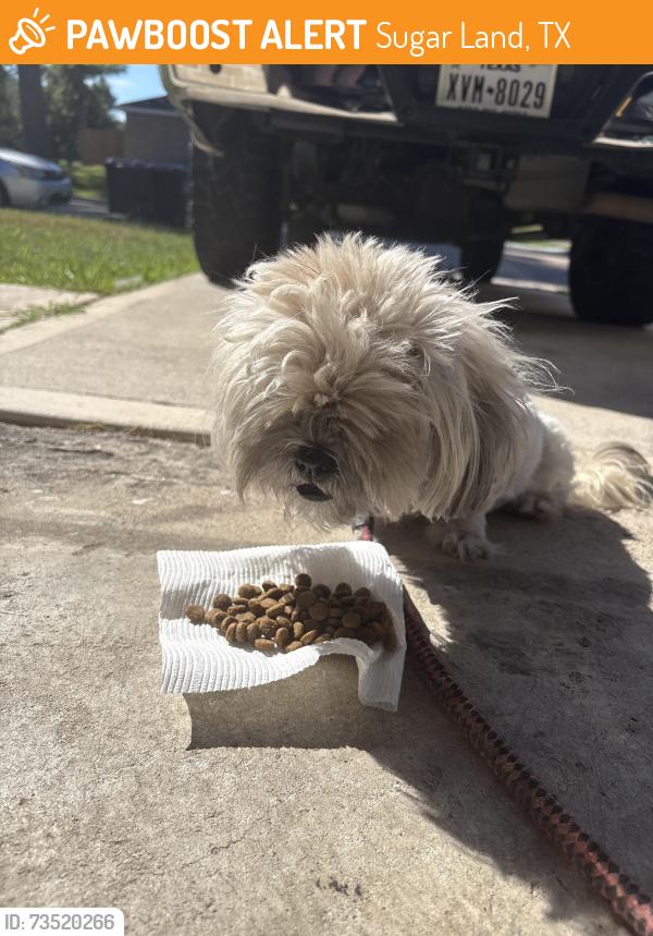 Found/Stray Female Dog last seen Highland woods and country manor, Sugar Land, TX 77498
