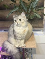 Reunited Female Cat last seen Crescent Heights, Calgary, AB T2M 0G8