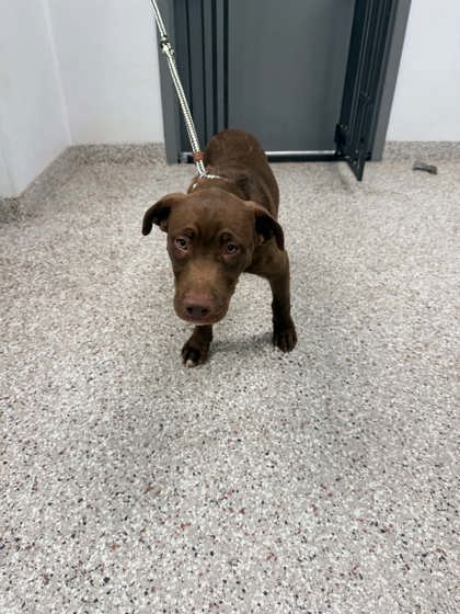 Shelter Stray Male Dog last seen Davidson/Avon Street, County/Unicorporated, NC, 1491 Business Park Ct, Gastonia, NC 28052, USA