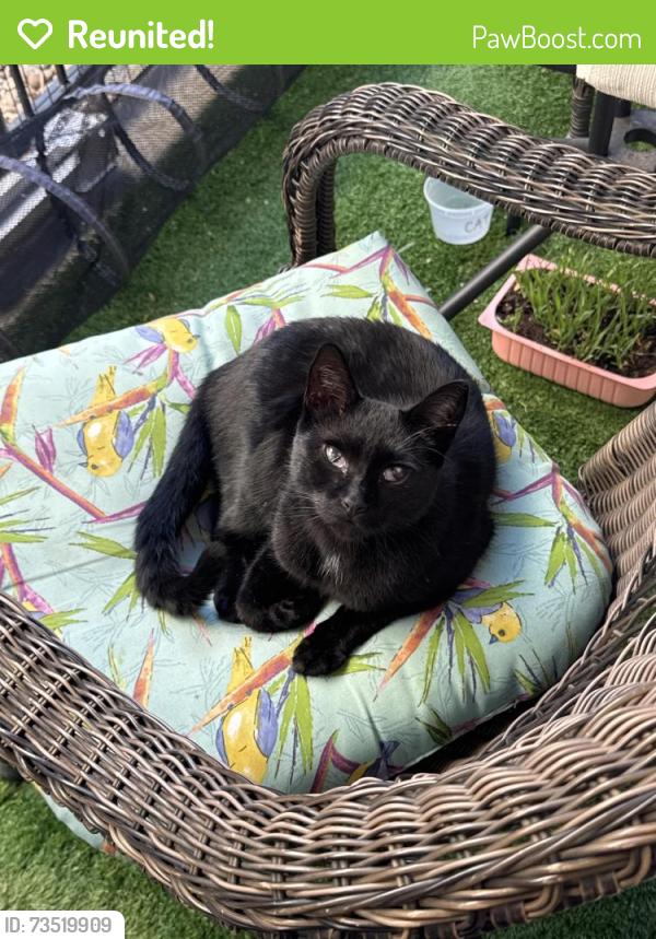 Reunited Male Cat last seen Steel Street and South boulder Road, Louisville, CO 80027